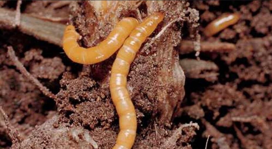Rovarirtó szerek a talajlakó rovarok ellen - Hirös Agrária