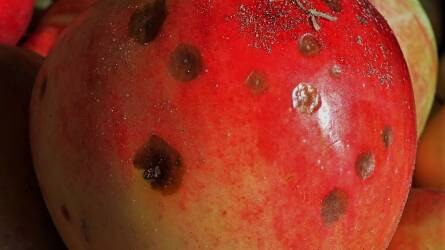 Mi okozza az alma keserűfoltosságát?