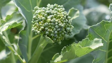 A világ egyik legegészségesebb zöldségnövénye a brokkoli