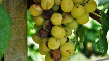 Növényvédelmi előrejelzés: a szőlő már csak szürettel menthető