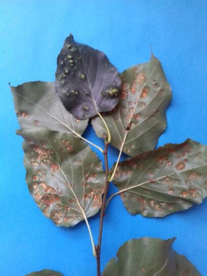 Éger nemezes gubacsatka