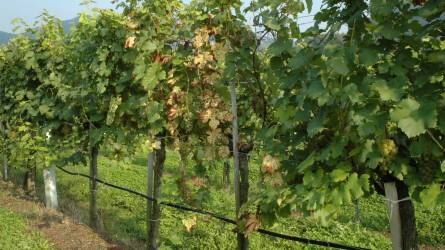 Metszésmód a szőlő optimális nedvkeringésének fenntartásával