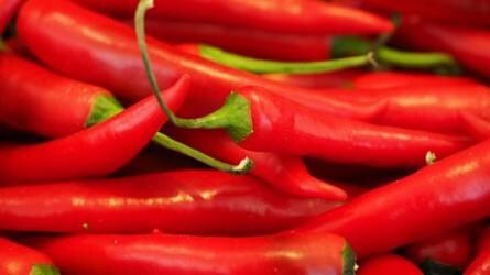 Chilipaprika típusok – a 10 legjobb termesztésre alkalmas fajta