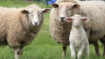 Nőhet a bárány felvásárlási ára a húsvéti időszakban