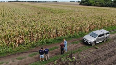 KWS új generációs kukoricahibridek 2019-ben - Gazdavélemények