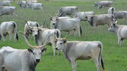 A Nébih végzi az őshonos és veszélyeztetett mezőgazdasági állatfajták támogatásának helyszíni ellenőrzését