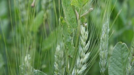 A herbicid-rezisztens gyomnövények megjelenése és térhódítása Argentínában