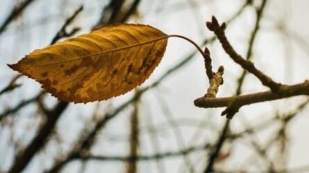 Őszi aktualitás: záró lemosó permetezés