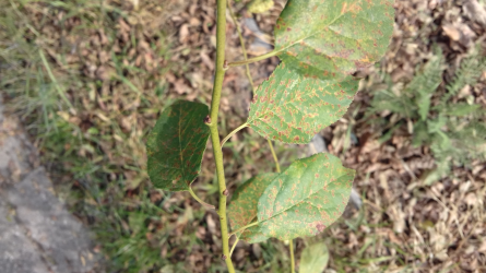 Mi okozhatja az apró sárga és barna foltok kialakulását a mirabolán levelein?