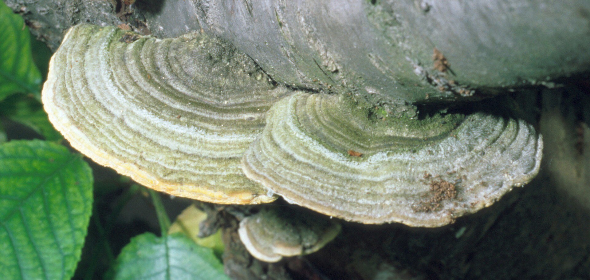 xilofág gombák)
