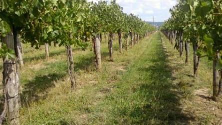 Január közepétől igényelhető a szőlőültetvények szerkezetátalakítási támogatása