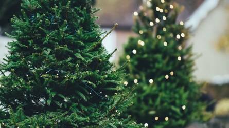 Karácsonyfa-vásárlás I. rész