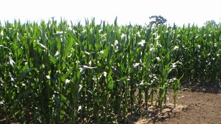 A kukorica trágyázásáról