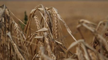 Az alacsony kínai kereslet miatt estek a gabonaárak