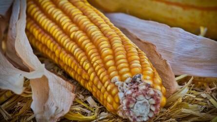 A kukorica gombás betegségei és ellenük való védekezés – A kukorica csövét károsító betegségek (2/1.)