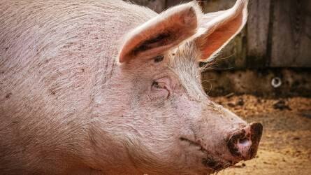 Új támogatási program indul a sertés állatjóléti támogatásoknál