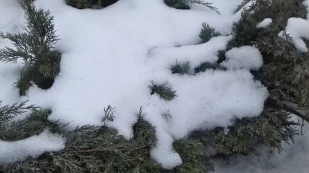 Örökzöldek, díszbokrok: hogyan készüljünk fel a téli csapadék károsítása ellen?
