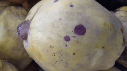 Mi okozza barna foltok kialakulását a birsalmán?