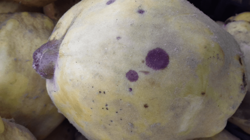 Barna foltok a birs termésén