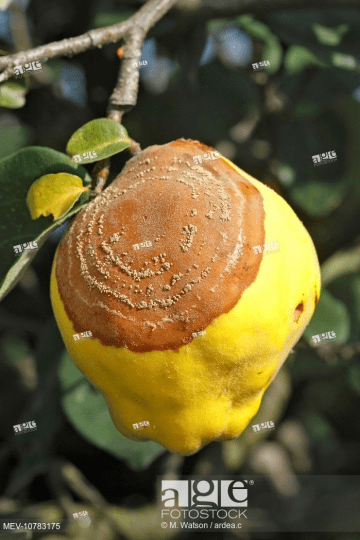 Birskörtén m. fructigena fertőzés