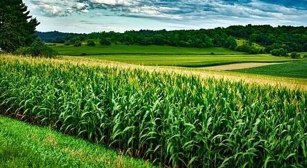 A kukorica gyökérnövekedése hatást gyakorol az élelmezésbiztonságra is