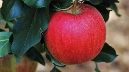 Az Essex grófságból hazánk kertjeiig – olvasóink kedvenc történelmi almái