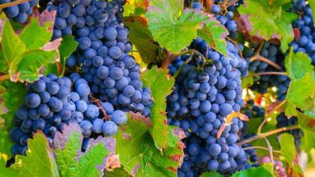 Idén 4,2 millió mázsa szőlőt szüreteltek a gazdák