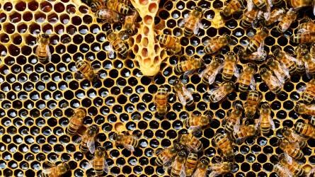 Nagyobb védelmet szeretne a méheknek az Európai Parlament szakbizottsága