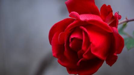 Valentin-napi virág top-lista: rózsa, nárcisz, jácint