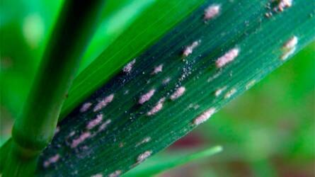 Lisztharmat fertőzés őszi búzában, védekezési javaslatokkal - Agrofórum növenyvédelmi kisokos