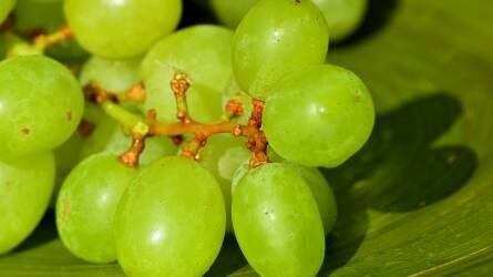 Kína és India meghatározó a csemegeszőlő világpiacán