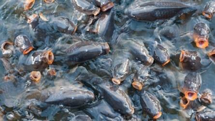 Kedvezhet az édesvízi halgazdálkodásnak az új uniós költségvetési ciklus