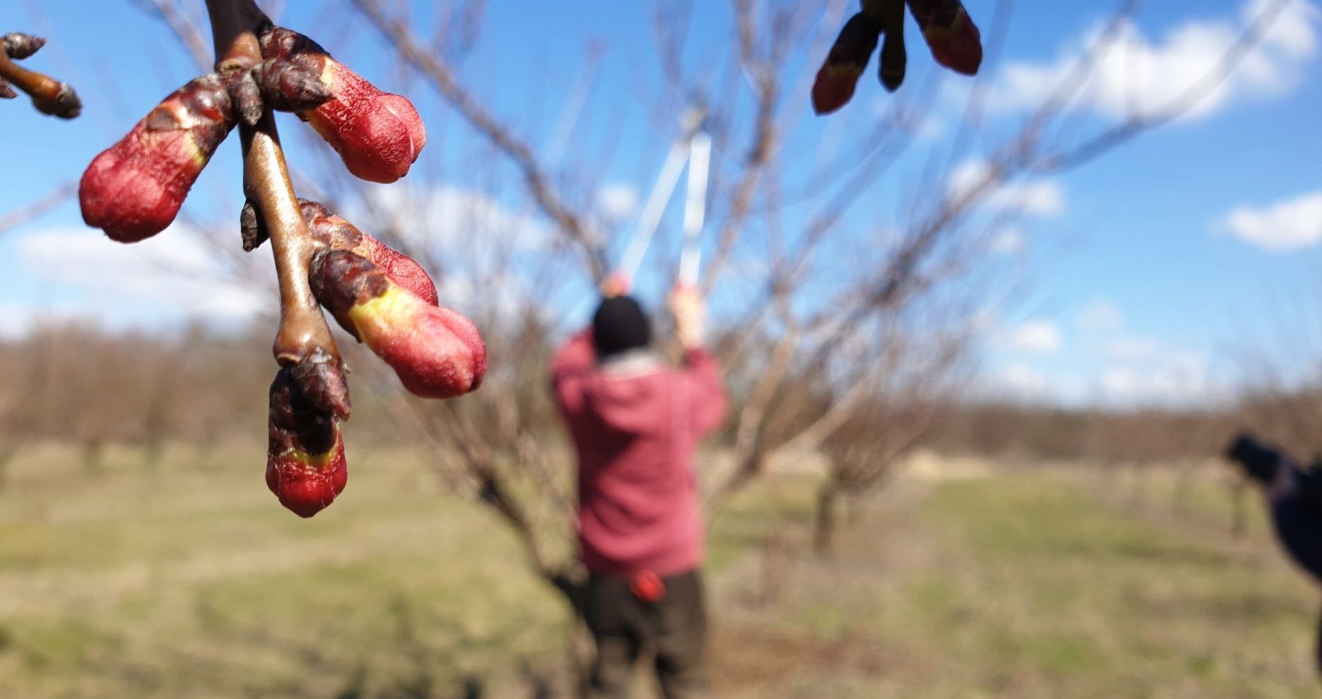 basf szőlő növényvédelmi előrejelzés 2015 cpanel