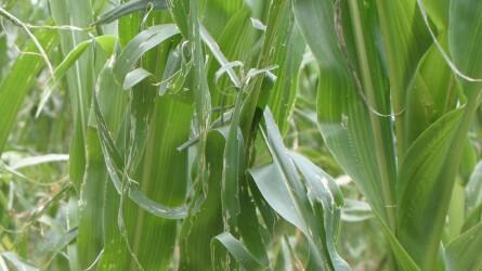 Jégverés okozta károk kukoricában