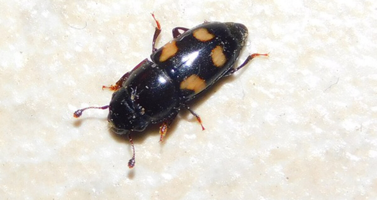Endemikus a rovarok számára - Disteniidae – Wikipédia