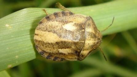 A szárazság nem kedvez a betegségek terjedésének - károsítanak a vetésfehérítő bogarak és a gabonapoloskák