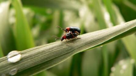A szárazság továbbra is meghatározó - azért a vetésfehérítő bogarakra érdemes figyelni!