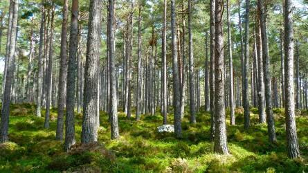 Elérhetőek a hazai erdők legfontosabb statisztikai adatai