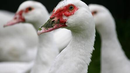 Ismét magyar lehet a pekingi kacsa