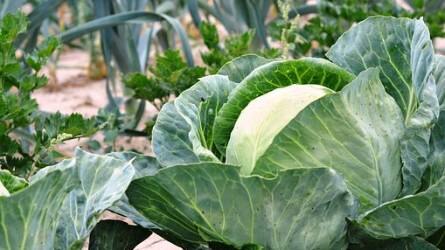 Zöldségfélék kénigénye és kéntrágyázása