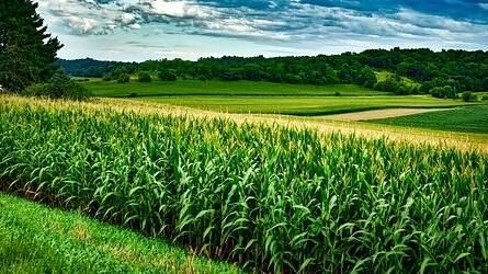 Szakmázzunk a BAYER-rel! - Aspect T: új megoldás a BAYER-től a kukorica gyomnövényei ellen