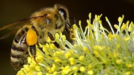 A méhlegelőkről - az élettér csak összefogással javítható