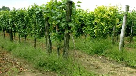 Milyen növény alkalmas a szőlősorok talajának takarására?