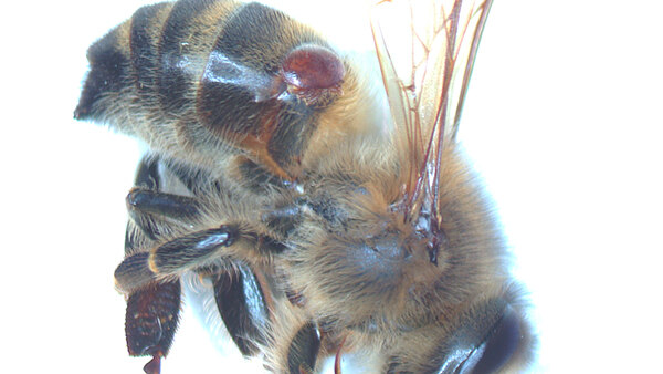 méh paraziták és kártevők paraziták vége