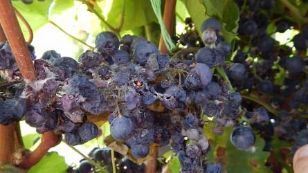 Kertészeti károsítók előrejelzése - A tarka szőlőmoly