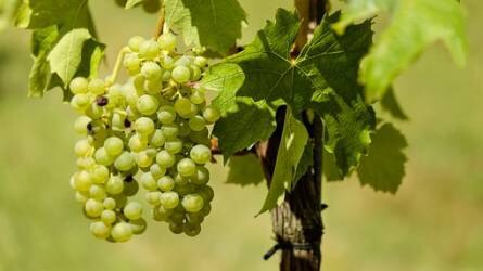 Hogyan védhető meg a szőlő a peronoszpórától?