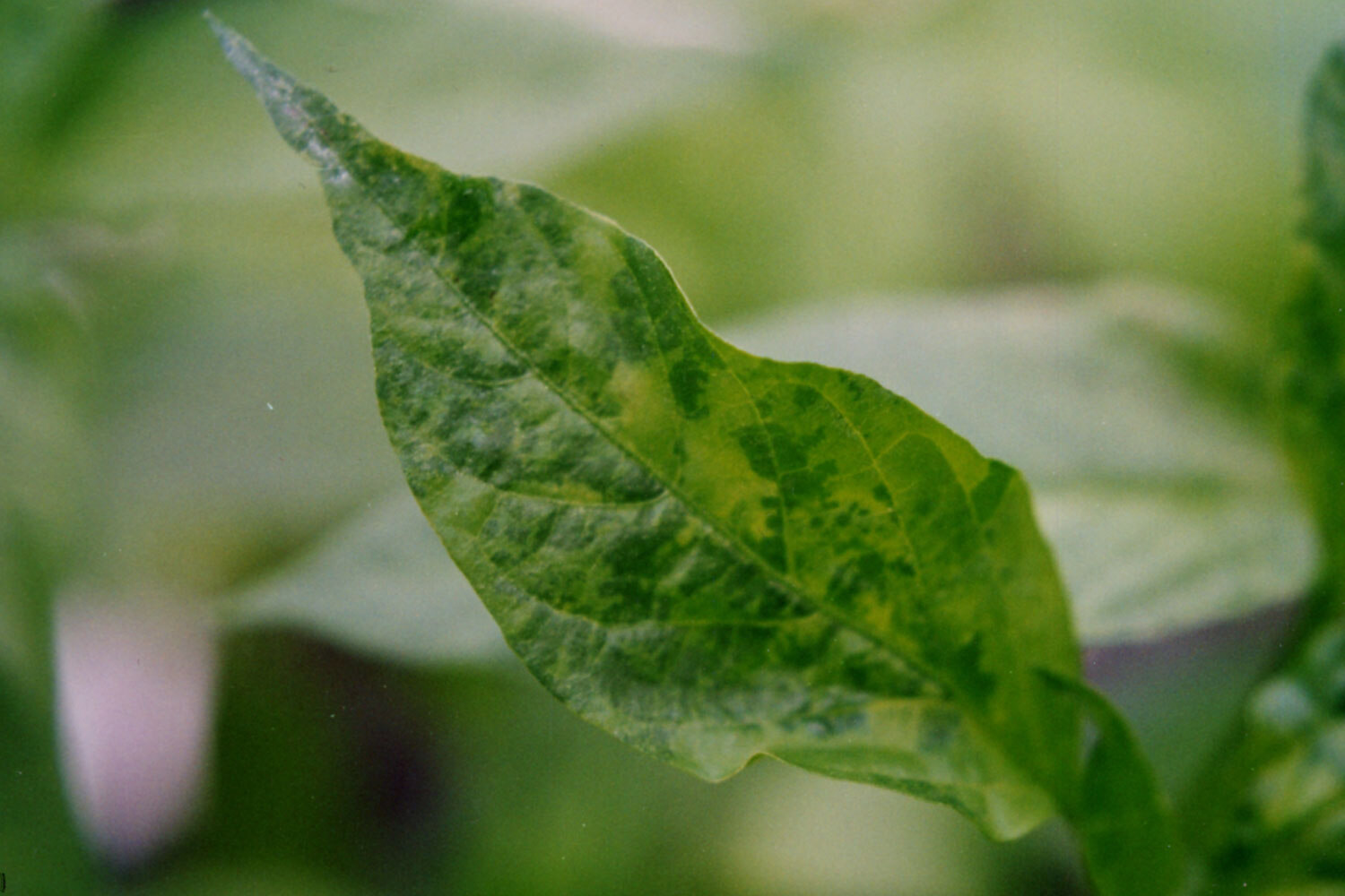 Заболевания перцев на листьях рассады фото и их