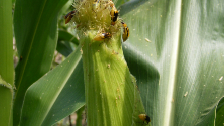 Megjelentek az első amerikai kukoricabogár imágók