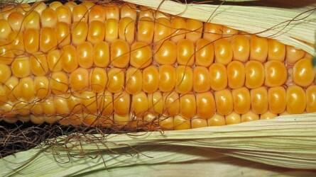 Három hónapos csúcson a kukorica ára