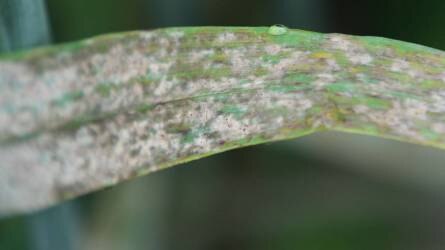 Lisztharmat fertőzés őszi árpában, védekezési javaslatokkal - Agrofórum növenyvédelmi kisokos